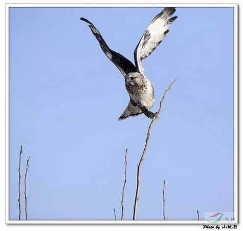 [组图]栖架的毛脚鵟