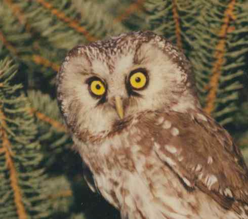 各种猫头鹰的面盘