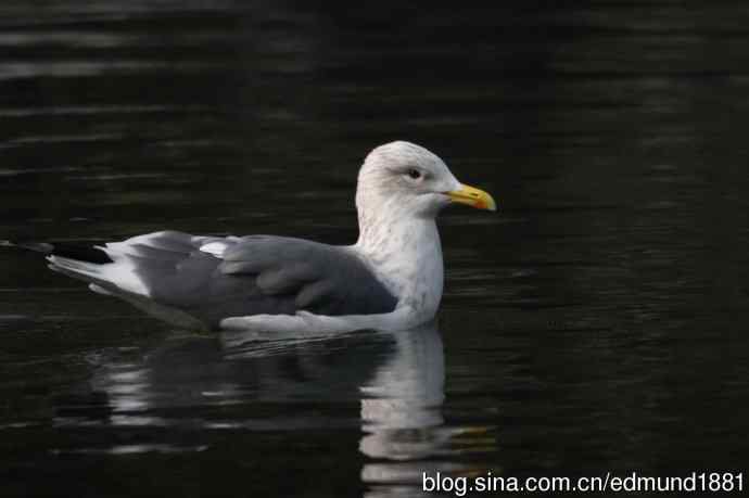 800mm的轻便大炮-望远镜摄影之习作