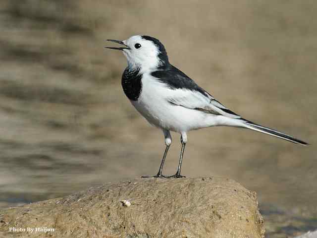 猎艳(红尾水鸲与白顶溪鸲) 猎艳(红尾水鸲与白顶溪鸲)