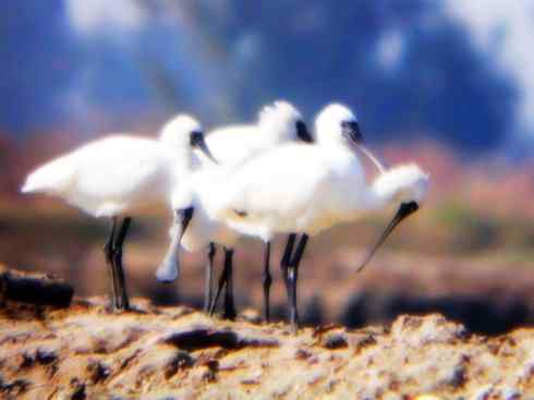 猎奇：奇特的鸟喙之八(重发之黑琵鹭)