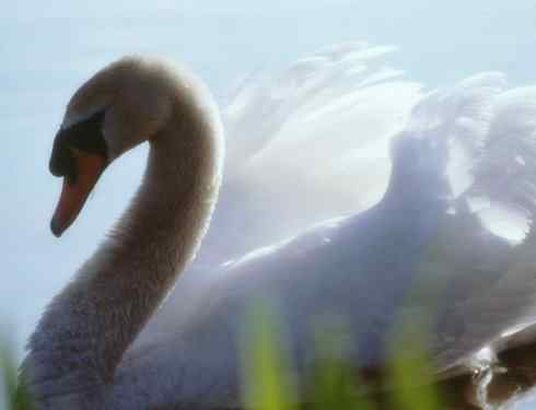 家禽驯化之源之十一