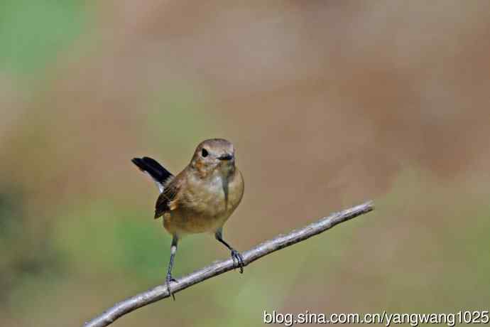 秋天的红喉姬鹟（14）