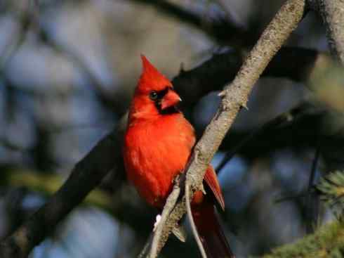极品红色鸟类：红衣主教鸟