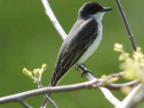 雀鸟也彪悍：四两拨千斤（王霸鹟）