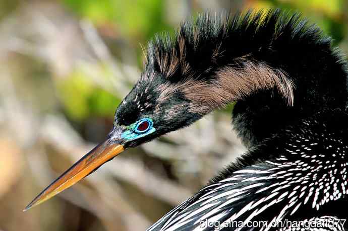 鸟雀肖像：美洲蛇鹈