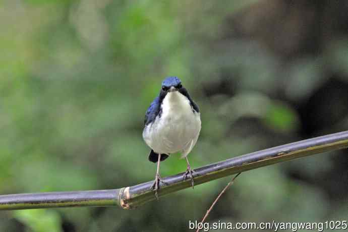雄性蓝歌鸲（16）