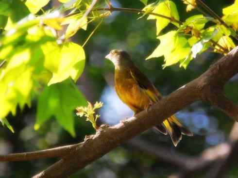 家禽驯化之源之十九