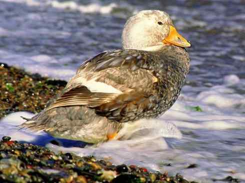 白头鸟系列:另类的美丽9 白头鸟系列:另类的美丽9