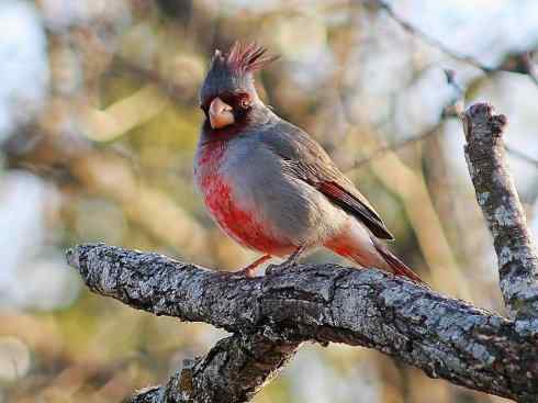 极品红色鸟类：红衣主教鸟