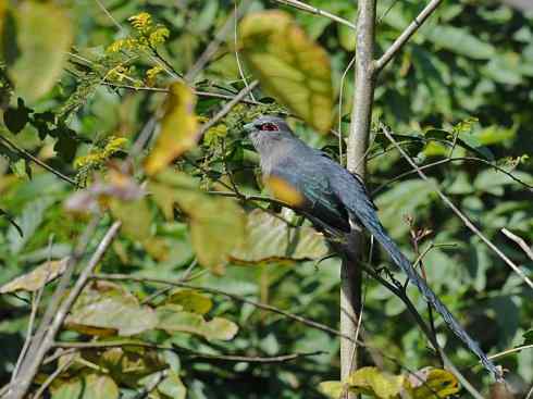 奇特的盔：大犀鹃