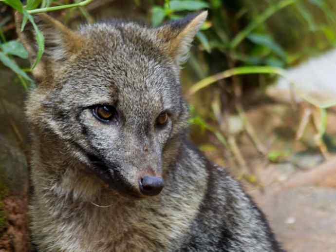 犬科：狐亚科食蟹狐属之食蟹狐