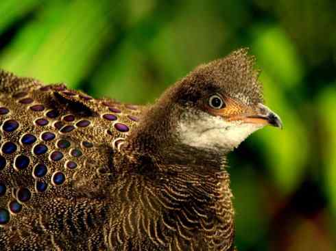 凤凰：传说中的鸟原型探秘（孔雀雉）