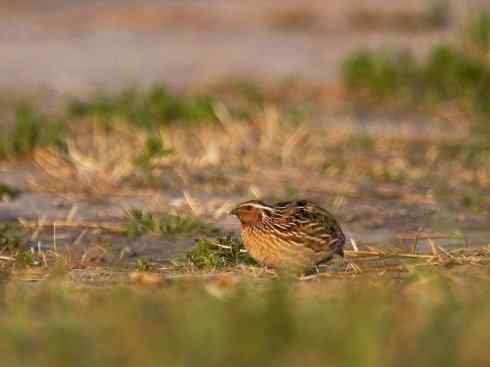 凤凰：传说的鸟原型探秘（鹌鹑）