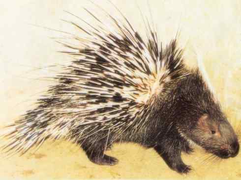 动物世界：山寨还是原创之二