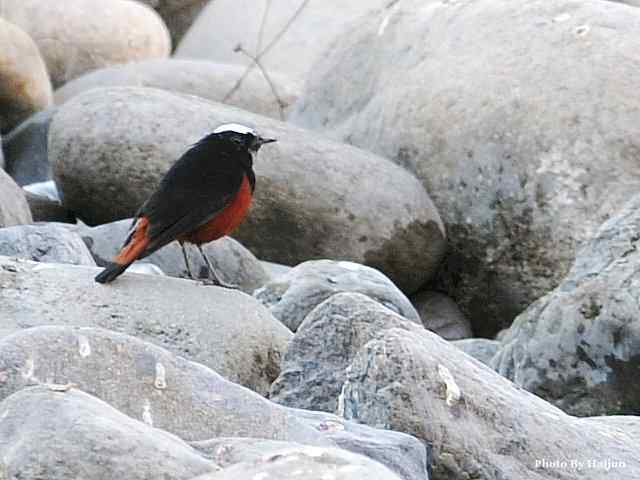 猎艳(红尾水鸲与白顶溪鸲) 猎艳(红尾水鸲与白顶溪鸲)