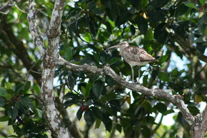 摄鸟拾趣（四） 中杓鹬(yu)