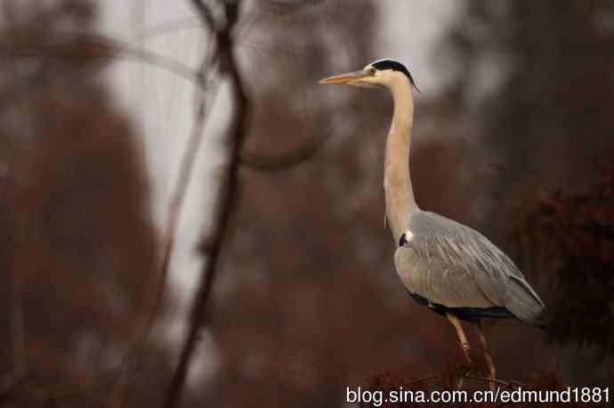 800mm的轻便大炮-望远镜摄影之习作