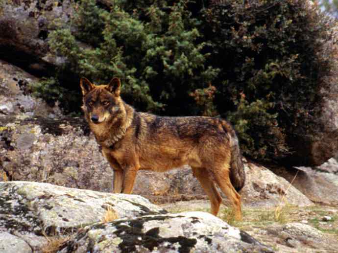 犬科：犬亚科犬属之灰狼