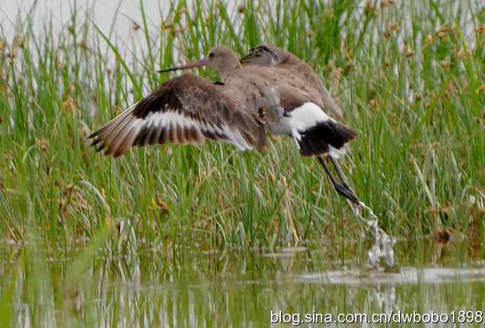 黑尾塍鹬——内蒙观鸟行(三)