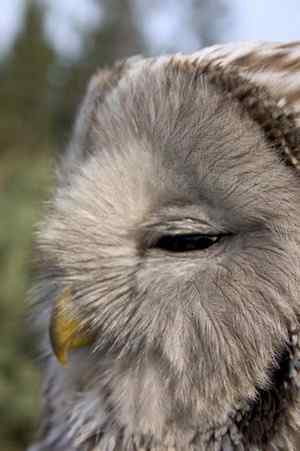 各种猫头鹰的面盘