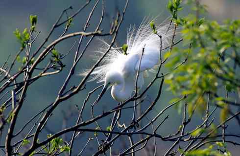 辽宁红铜沟——大白鹭宁静的家园