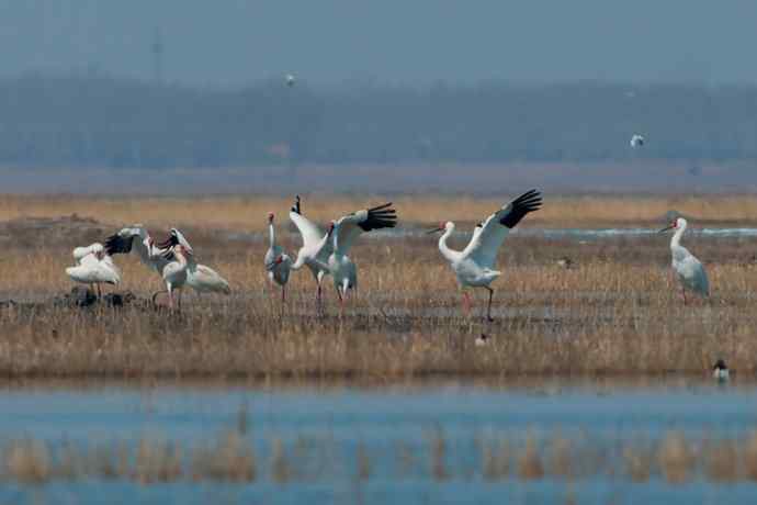 【新鸟】暮春观白鹤☆