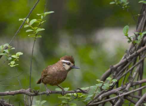春天鸟儿在歌舞