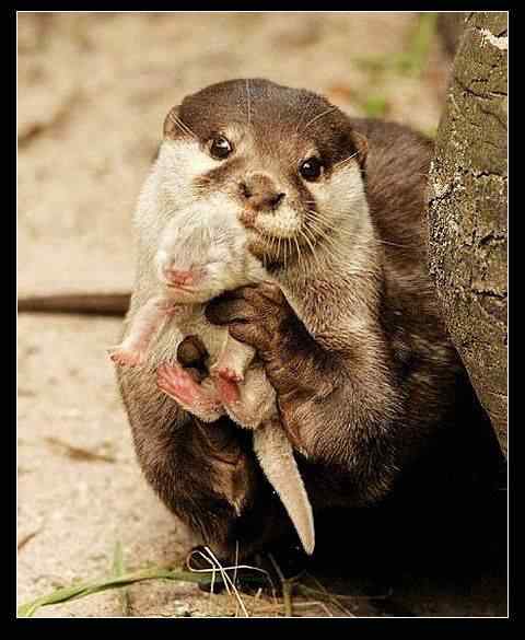 动物世界图片(上)