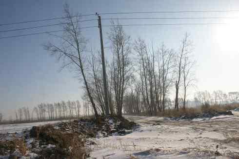 大炮对准大庆猛鸮