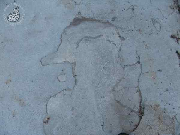 长得像鸭子的路坑