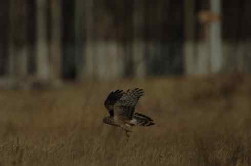 观赏猛鸮 红隼 白尾鹞