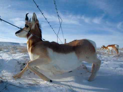 麒麟：传说的兽原型探秘（叉角羚）