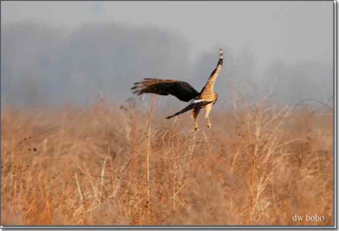野鸭湖猛禽-白尾鹞