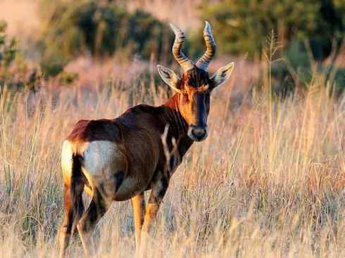 麒麟：传说的兽原型探秘（狷羚）
