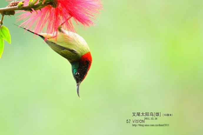 倒挂——叉尾太阳鸟