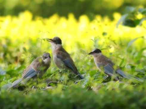 雀鸟也彪悍：赤练仙子（灰喜鹊）