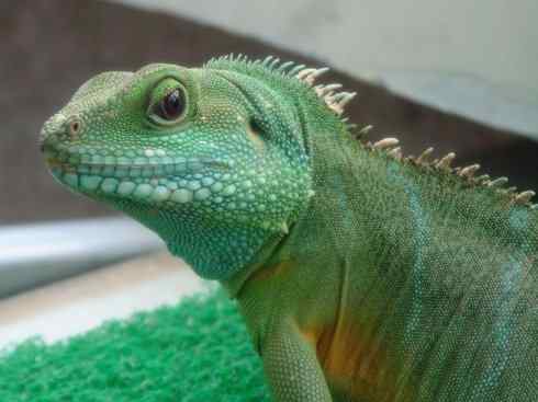 自然奇观：动物大迁徙(绿鬣蜥）