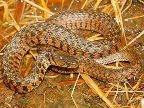 龙：传说的兽原型探秘（水蛇类）