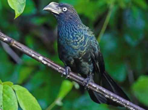 奇特的盔：大犀鹃