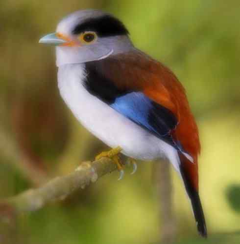 美丽无罪：雀鸟之阔嘴鸟