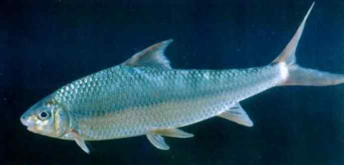 鱼类活化石：虱目鱼