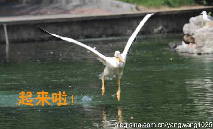 舞（大鹈鹕之舞）