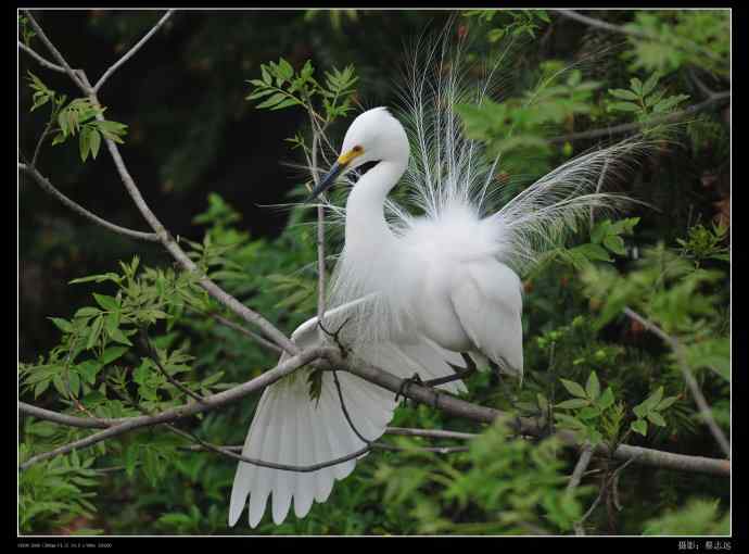 象山白鹭拍摄经验谈 象山白鹭拍摄经验谈