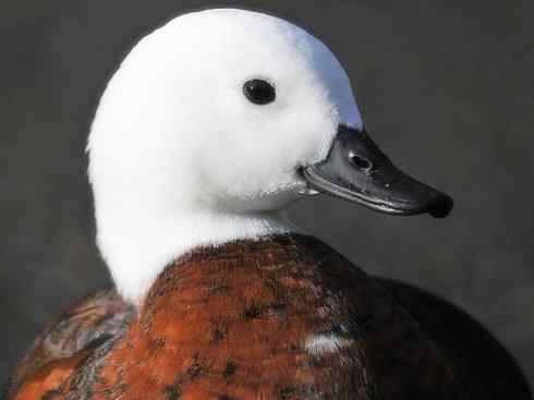 白头鸟系列:另类的美丽9 白头鸟系列:另类的美丽9