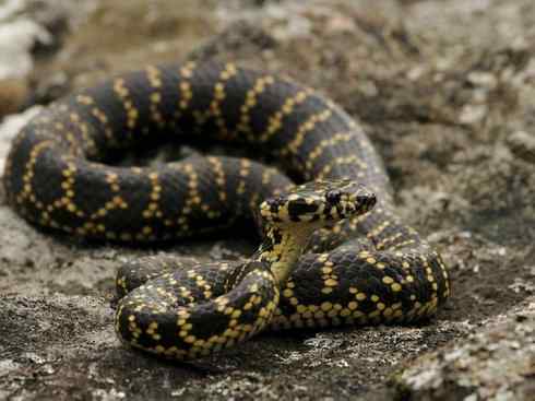 龙：传说的兽原型探秘（环蛇类）