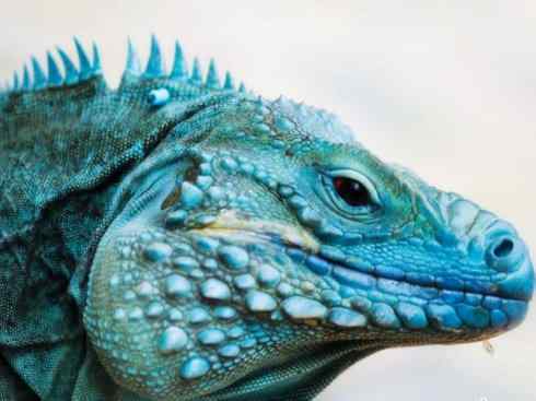 自然奇观：动物大迁徙(绿鬣蜥）