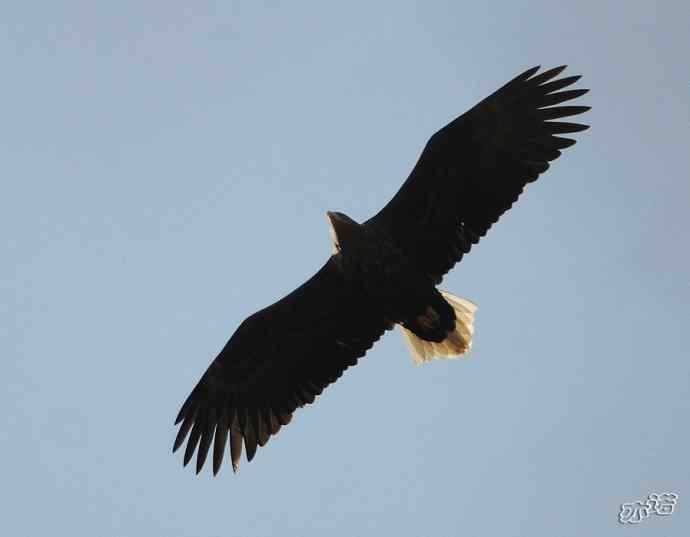 白河峡谷的白尾海雕 白河峡谷的白尾海雕