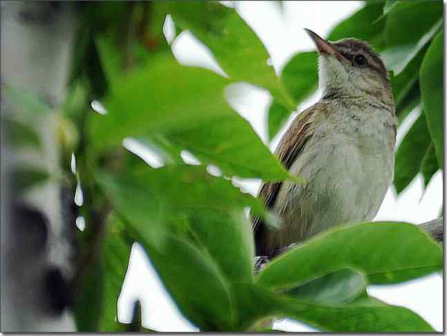 奥体公园观赏大苇莺