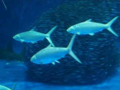 鱼类活化石：虱目鱼